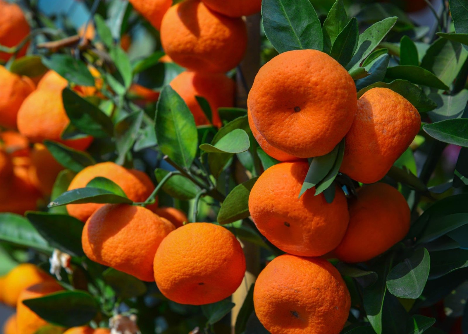 Nagpur Santra oranges